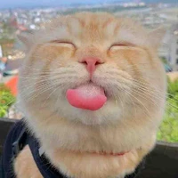 t.g Đom Đóm_hệ thông 🐈