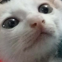 báo thức cute