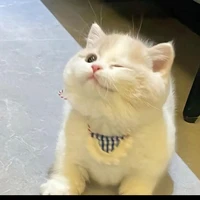 t/g bị dễ thương