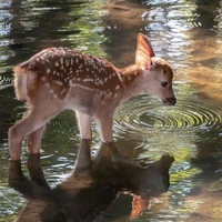 chú nai con - author - mintmind