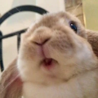 Trần Thảo Linh - Lyhan [Dạng Thỏ]