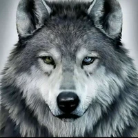 Han Sara [Dạng Sói]