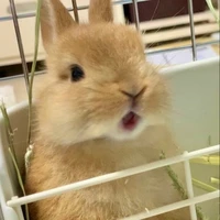 Lưu Hoàng Ân [Dạng Thỏ]