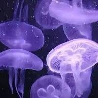 allhiha aut+allyum ko có hiha