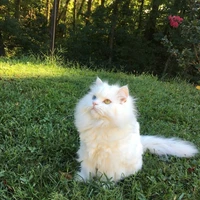 Ru