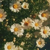 quý cô người VIỆT NAM