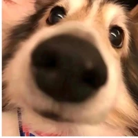 Y/n