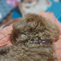 chóoo