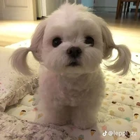 sữa nhỏ