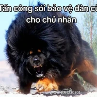 chó nhà top