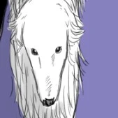 Borzoi