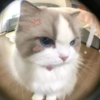 tác giả đayy