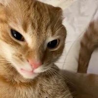 tổng tài bá đạo lạnh lùng nhất thế giới