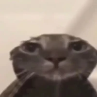 cân mọi loại đất diễn