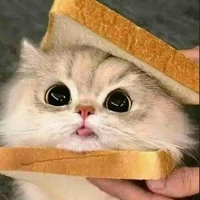 hệ thống meo meo