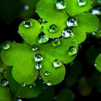 meme matchalate？？？