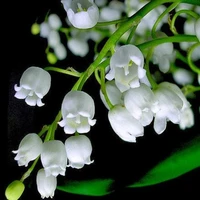 t/g linh lan