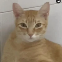 All Toman(Trừ những ng cần trừ)