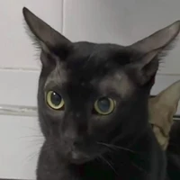 All Tenjiku(Trừ những ng cần trừ)