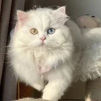 Rini_hệ thống tận thế 0163