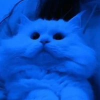 Quang Hùng dạng mèo 🐱