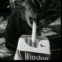 t/G ( hạnh nguyễn)