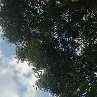 tác giả bị khờ