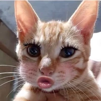 Mèo