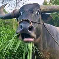 Tác giả