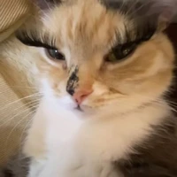 Curuka annabeola t/g