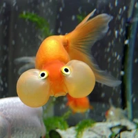 🐟