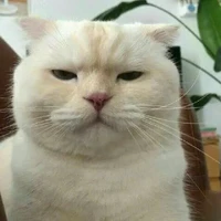 Nguyễn Thái Gia Hân(Sofia)