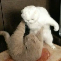 Vũ Phạm Minh Châu(Nakomi)