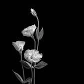 Đa nhân vật nữ