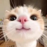 meow