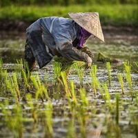 (Mẹ Duy) bà Nở