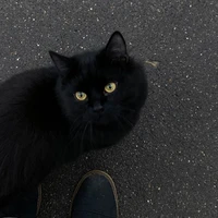 shiro neko(dạng mèo)