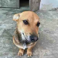 Phương Tây ( matcha latte ) 