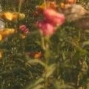 nhà Weasley ( trừ ai cần trừ)