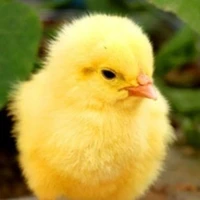T/g 🐤