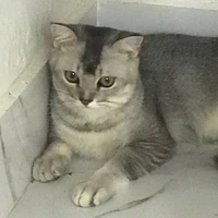 lớp trưởng (Trâm)