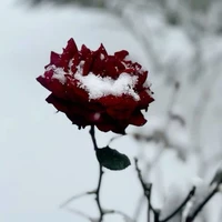 All- trừ ai thì trừ