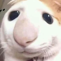 cân mọi giáo viên