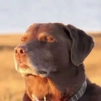 t/g chill guy