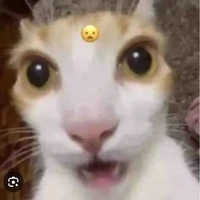 người gì tự bt