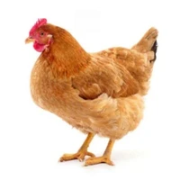 All