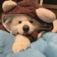 hoangsu.leo