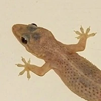 Thằn lằn ngu ngốk đáng êu cutoe