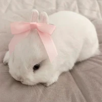 Lai Bâng dạng thỏ