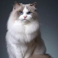 Milo